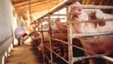 The report names the shift away from animal protein as a "lever" for changing the global food system for the better